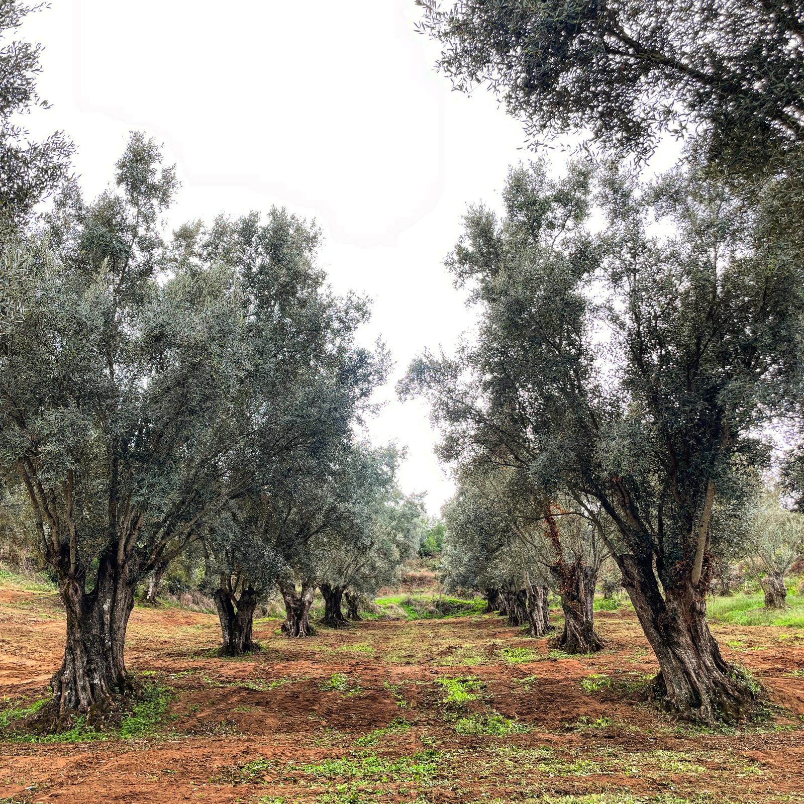 Etichetta artigianale